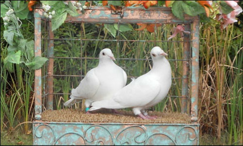 homing pigeons