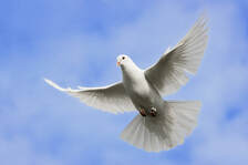 solo white dove