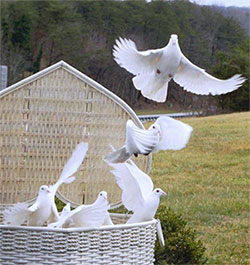 funeral dove release