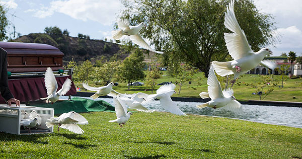 funeral dove release