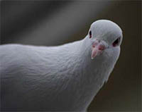 white dove